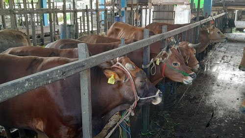 Selama 2 Hari RPH Mantuil Potong 80 Hewan Kurban