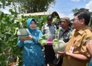 Raudatul Jannah Sahbirin Pimpin Panen Melon Perdana