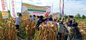 Kelompok Tani Mekar Jaya Lestari Panen Jagung