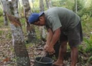 DPRD Barsel Minta Tetap Pertahankan Budaya Bertani Karet