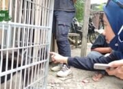 Owa-owa Peliharaan Warga Dievakuasi