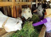 Jelang Idul Kurban, DKP3 Banjarbaru Sediakan 1.165 Sapi