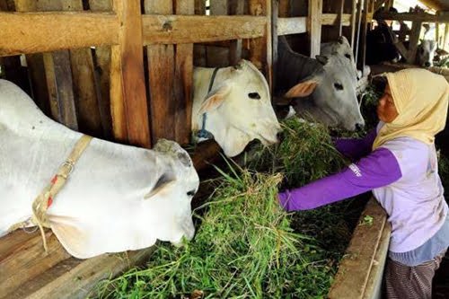 Jelang Idul Kurban, DKP3 Banjarbaru Sediakan 1.165 Sapi 1 Hal 10 3 KLm BJB Dua