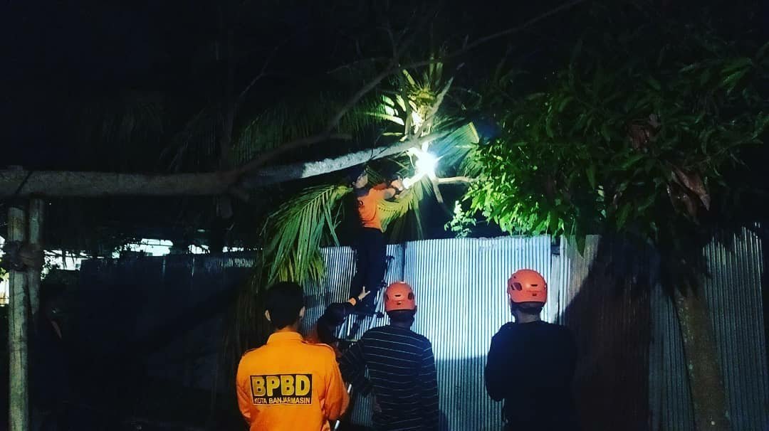 Banyak Berusia Tua, Banjarmasin Rawan Pohon Tumbang 1 IMG 20210613 WA0073