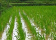 Banyak Sawah di Kecamatan Pulaulaut Timur Belum Manfaatkan Irigasi
