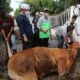 Hal 16 4 KLm Martapura Pemotongan hewan kurban di PCNU Banjar