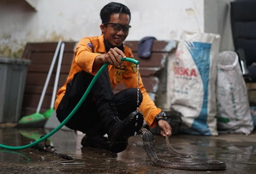 Rutin Mandikan Juga Disikat Agar Terhindar Jamur 1 Hal 9 3 Klm Dimandikan