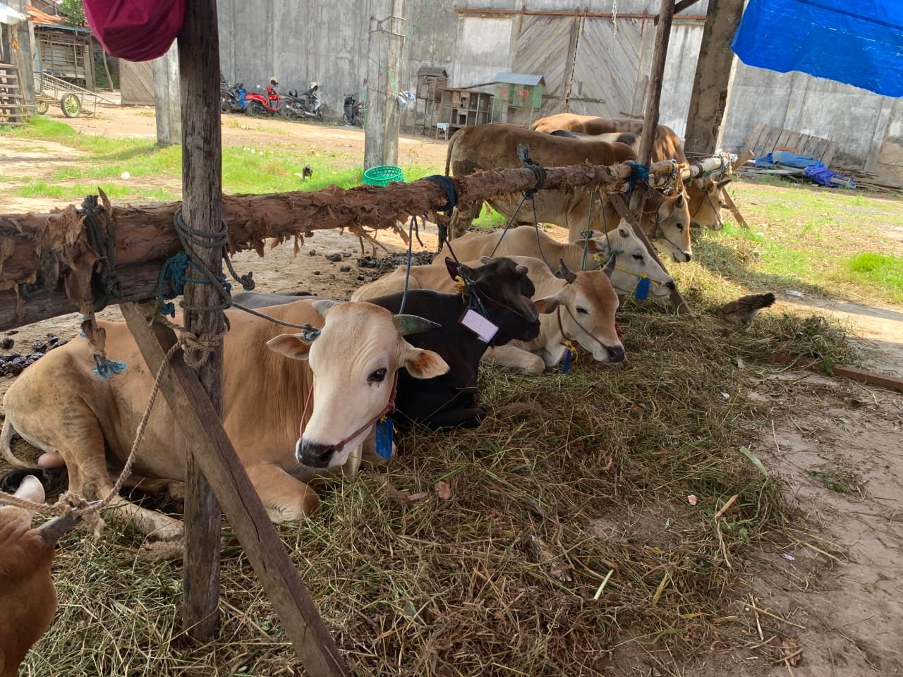 Pengetatan di Pulau Jawa Bikin Harga Sapi Tambah Mahal 1 IMG 20210705 WA0107