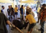 Partai Golkar Sembelih 12 Sapi Kurban 8 Partai Golkar Sembelih 12 Sapi Kurban