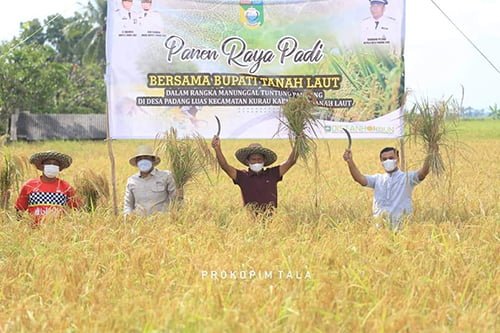 Panen Perdana<br>Sukamta Sampaikan Rasa Syukur Lahan Selamat Dari Banjir 1 hal 11 Tala 3 klm 14