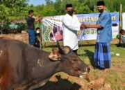 Lanal Kotabaru Sembelih Belasan Hewan Kurban