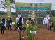 Ribuan Bibit Sawit Untuk Peremajaan Kelapa Sawit Pekebun di Kotabaru