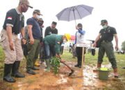 Ratusan Pohon Ditanam di Hutan, Kota Perkantoran Bupati Gunung Tinggi 15 Ratusan Pohon Ditanam di Hutan, Kota Perkantoran Bupati Gunung Tinggi