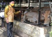 Pelayanan Ternak Terpadu di Kotabaru
