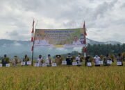 Wabup Lakukan Panen Perdana Padi MT2 Desa Jaro