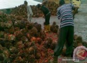 Harga TBS Sawit di Kotabaru Berangsur Naik 8 Harga TBS Sawit di Kotabaru Berangsur Naik