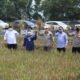 15 Kalteng 1 Wakil Gubernur Kalteng H Edy Pratowo saat panen padi