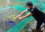 Sistim Jaring Bertingkat Untuk Budidaya Haruan