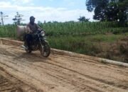 Perbaikan Mutu Jalan di Desa Rantau Keminting, Pencari Rumput Kaget 22 Perbaikan Mutu Jalan di Desa Rantau Keminting, Pencari Rumput Kaget