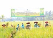 Dukung Food Estate, Bank Kalsel Gelar Panen Raya Padi di Tabalong 22 Dukung Food Estate, Bank Kalsel Gelar Panen Raya Padi di Tabalong
