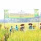 1 Program Food Estate Bank Kalsel Gelar Panen Raya Padi di Tabalong
