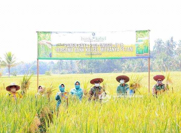 1 Program Food Estate Bank Kalsel Gelar Panen Raya Padi di Tabalong