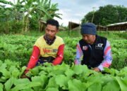 Harga Sayur di Laura Anjlok, Petani pun Menjerit 21 Harga Sayur di Laura Anjlok, Petani pun Menjerit