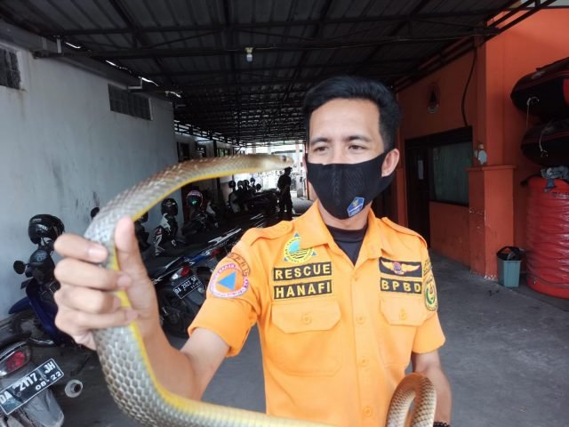 Ular Kobra KW Gegerkan Warga 1 IMG 20211025 WA0090 scaled