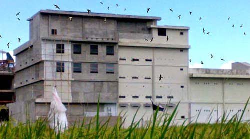 Pengusaha Walet Diminta Tidak Ingkar Janji 1 Industri Budidaya Sarang Burung Walet