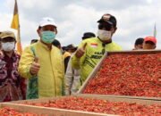 Gubernur Kalsel dan Bupati Tapin Panen Cabai Rawit Hiyung 12 Gubernur Kalsel dan Bupati Tapin Panen Cabai Rawit Hiyung