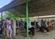 Berjalan Tiga Pekan Pasar Hewan Jaro, Mulai Terlihat Bergeliat
