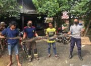 Damkar Banjar Ikut Pelatihan Tangani Ular 22 Damkar Banjar Ikut Pelatihan Tangani Ular