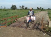 Jembatan STA.1.450 Sudah Dapat Dimanfaatkan Oleh Warga Desa Rantau Keminting 30 Jembatan STA.1.450 Sudah Dapat Dimanfaatkan Oleh Warga Desa Rantau Keminting