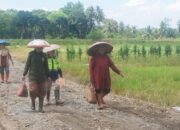 Manfaat Perbaikan Jalan TMMD Dirasakan Seluruh Masyarakat 11 Manfaat Perbaikan Jalan TMMD Dirasakan Seluruh Masyarakat