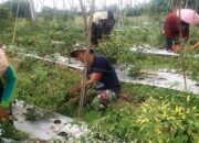 Satgas TMMD Kodim HST Luangkan Waktu dengan Membantu Panen Cabai 19 Satgas TMMD Kodim HST Luangkan Waktu dengan Membantu Panen Cabai