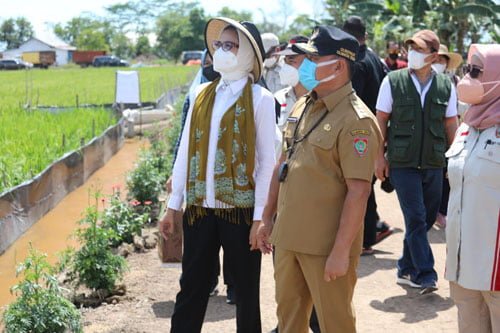 15 Kalteng HL Gubernur Sugianto Sabran bersama Ketua TP PKK Ivo Sugianto meninjau kawasan food estate