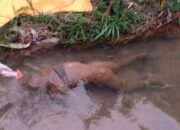 Geger, Mayat Pria Tertelungkup di Sungai Kecil 10 Geger, Mayat Pria Tertelungkup di Sungai Kecil