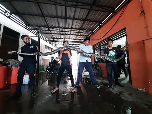 Perlu 7 Orang untuk Taklukkan Monster Cemara 1 Hal 9 4 KLm Ular Handil