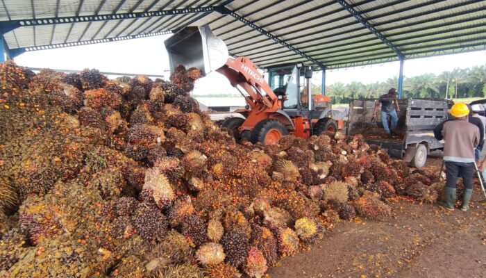 Ketika Sawit Mampu Membuka Lapangan Kerja dan Menyejahterakan Petani