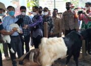 Bupati Bangga Pemuda Pantai Cabe Sukses Ternak Kambing