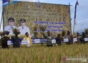 Sayed Jafar Panen Raya Padi di Desa Sampanahan