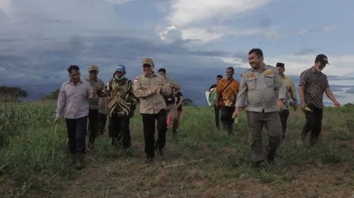 Bupati Sayed Jafar Hadiri Panen Jagng Hibrida 1 hal 16 K Baru 3 klm 9