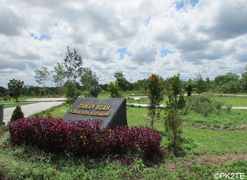 15 Kalteng 2 Kebun Raya Katingan