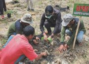 Legislator Kapuas Dukung Pengembangan Kebun Pisang di Desa Saka Lagun