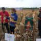 8 3klm jagung