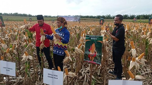 Jagung Sakti 69 Hasilkan 8 Ton/ha 1 8 3klm jagung