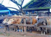 Sampai Sekarang, Perbaikan RPH dan RPU Belum Terealisasi