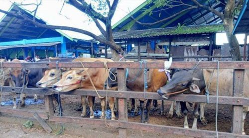 Sampai Sekarang, Perbaikan RPH dan RPU Belum Terealisasi 1 Hal 10 3 KLm Rumah potong hewan