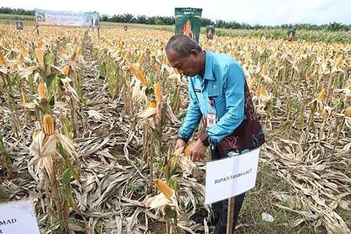 Panen Perdana Jagung Benih JAB69-01 1 hal 11 Tala 3 klm 8