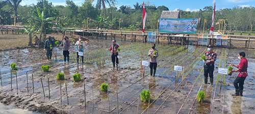 Petani Desa Balida Tanam Padi Perdana 1 hal 2 Bal 3 klm 5